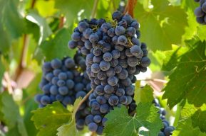 Sonoma Valley Grapes