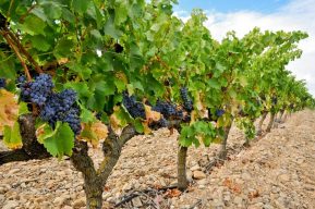 Tri Valley Vineyards Livermore California